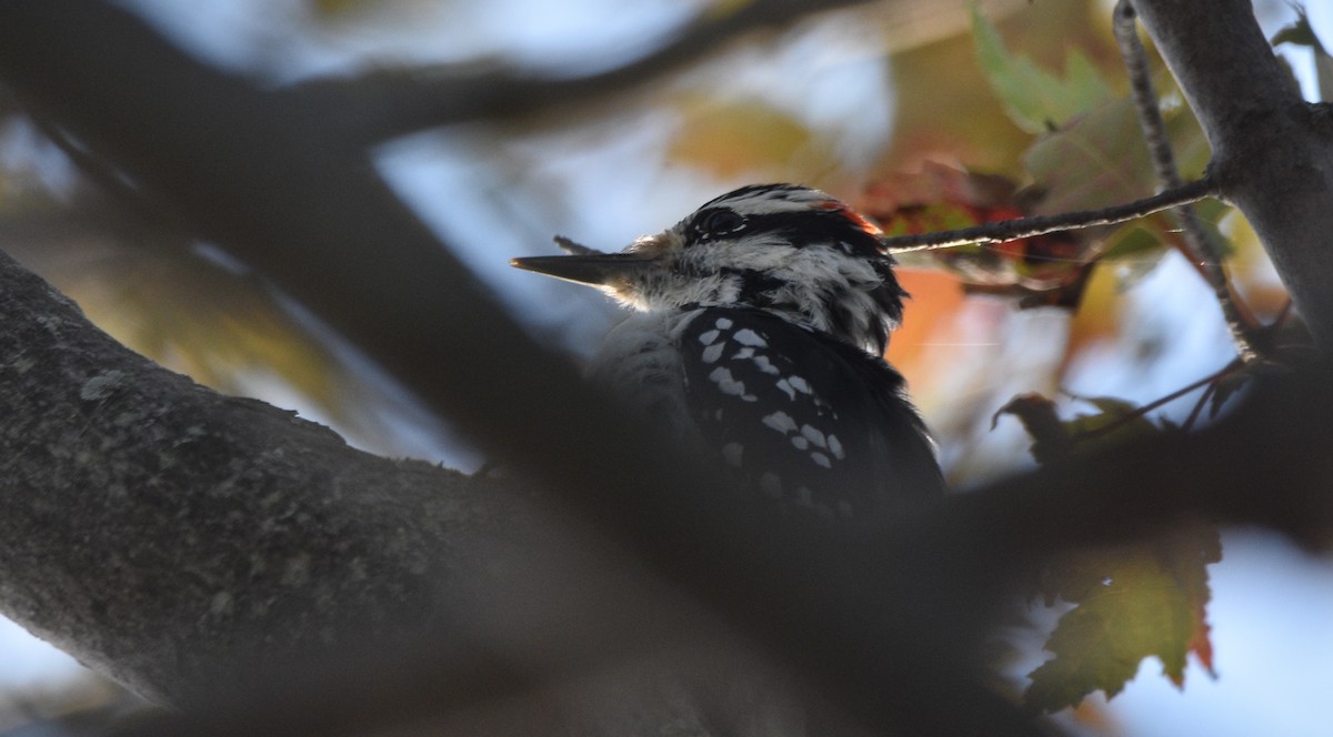 Hairy Woodpecker - ML115334521