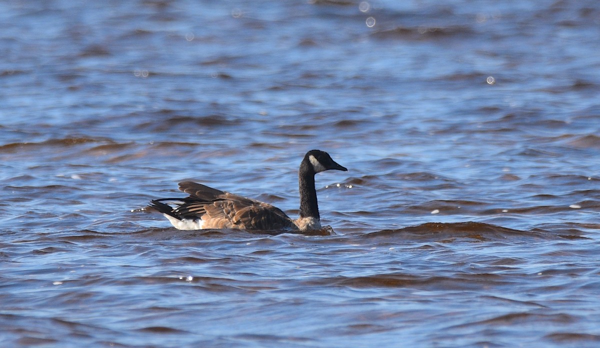 Canada Goose - ML115334981