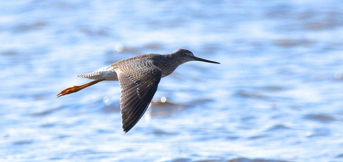 Greater Yellowlegs - Benoit Goyette