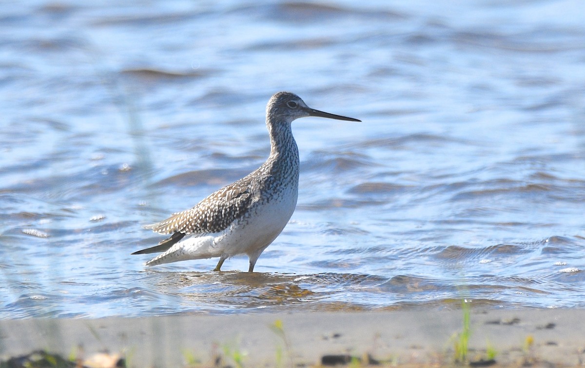 Greater Yellowlegs - Benoit Goyette