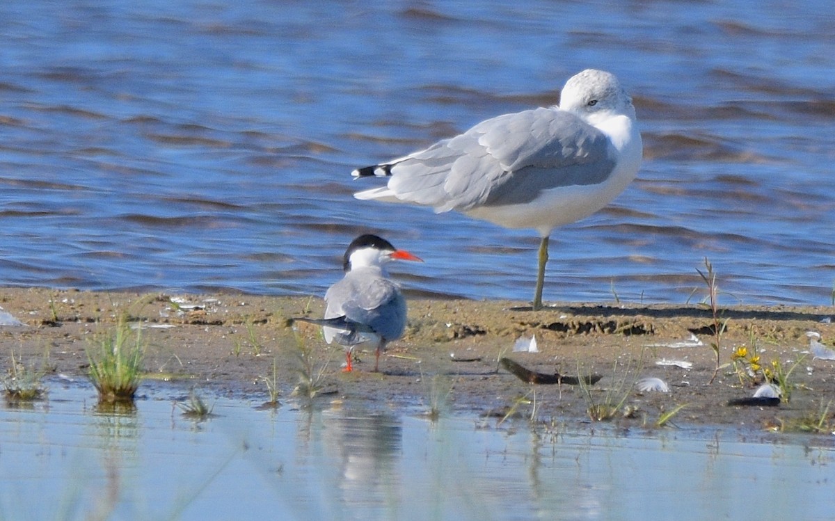 Common Tern - ML115335941