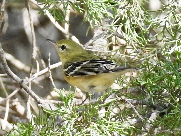 Bay-breasted Warbler - ML115336451