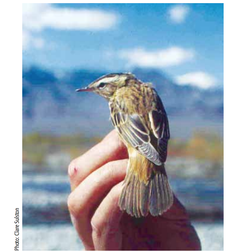 Sedge Warbler - ML115336481