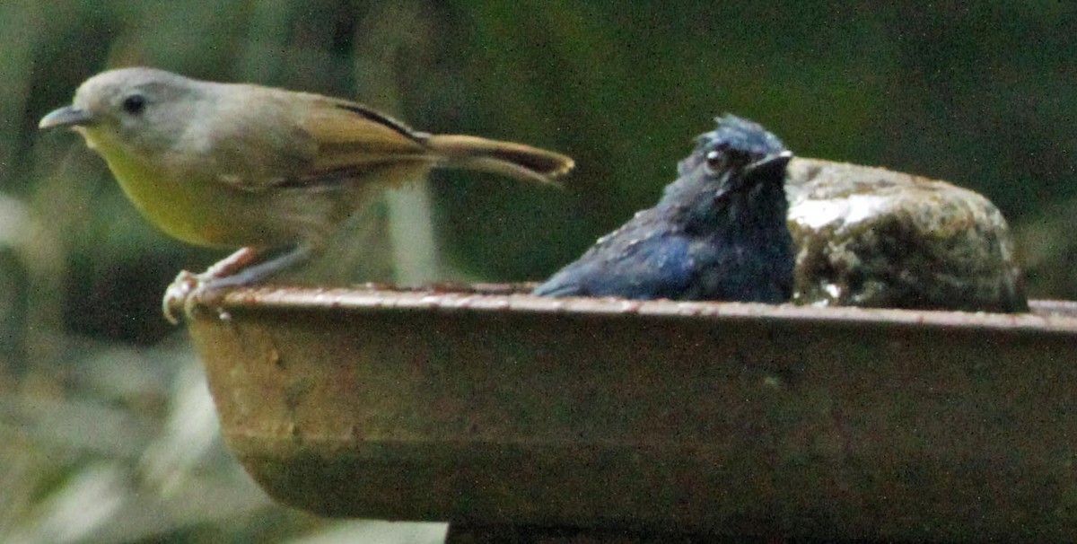 Brown-cheeked Fulvetta - Padmaja  Prabhu