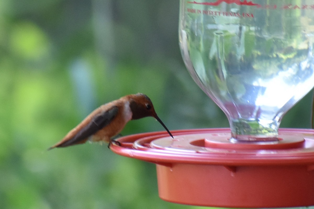 Rufous Hummingbird - ML115336821