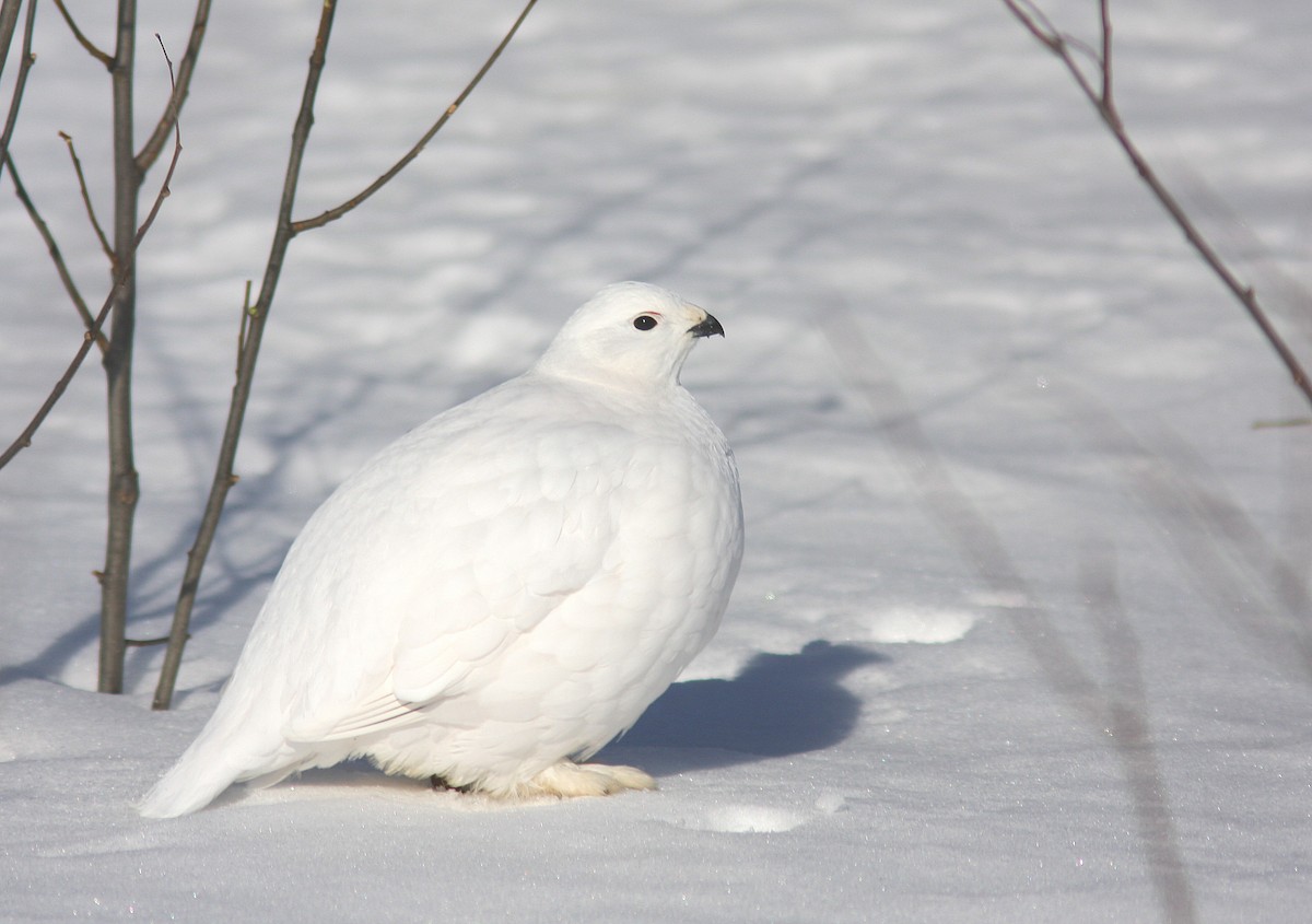 Willow Ptarmigan - ML115337041