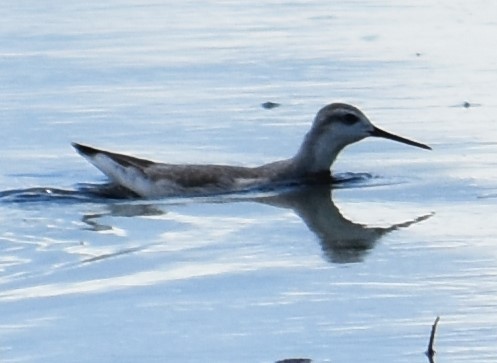 Wilson's Phalarope - Chuck Hignite