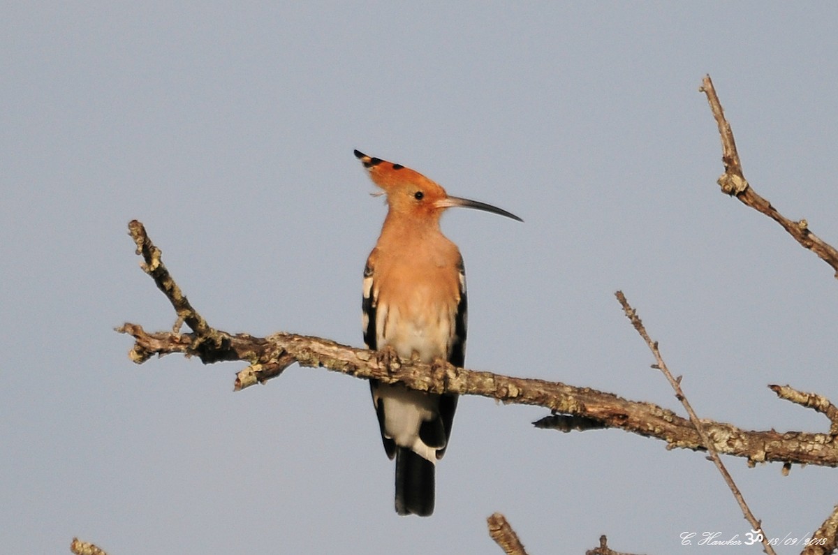 Eurasian Hoopoe - ML115339931