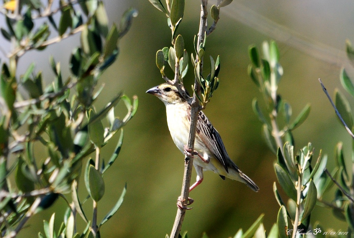 Obispo Coronigualdo - ML115339951