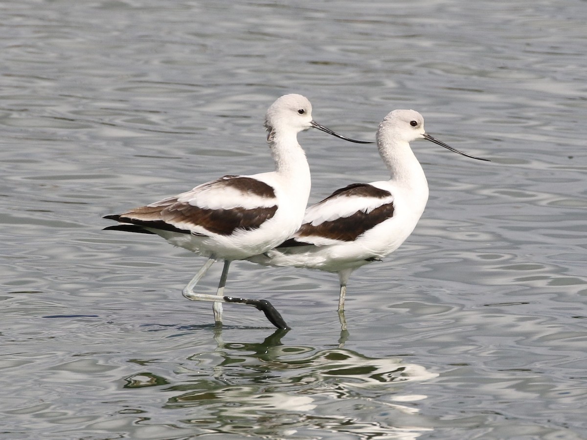 Avocette d'Amérique - ML115344661