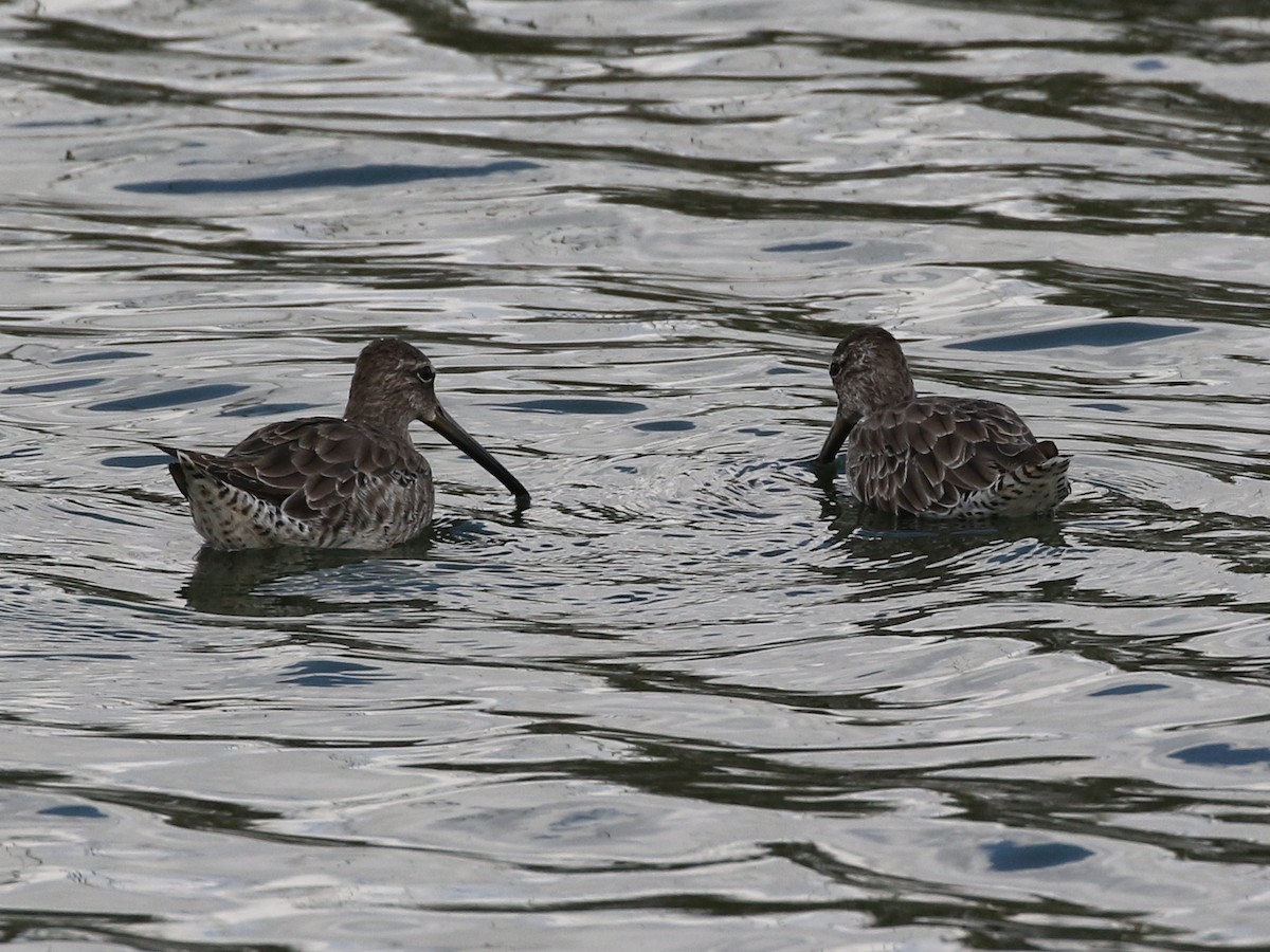 Long-billed Dowitcher - ML115344721