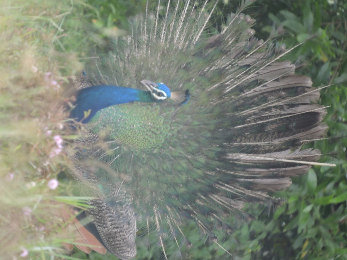 Indian Peafowl - ML115345681