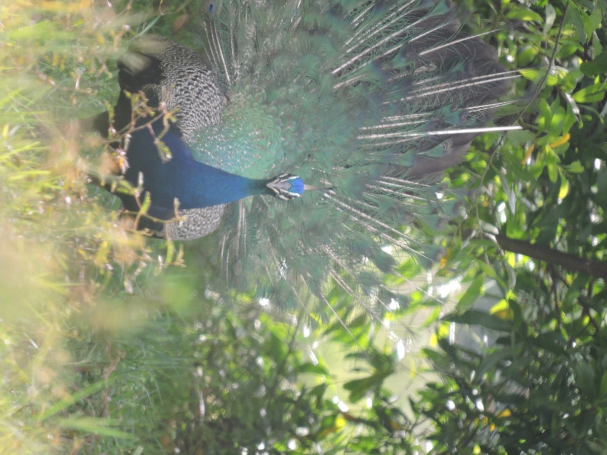 Indian Peafowl - ML115345691