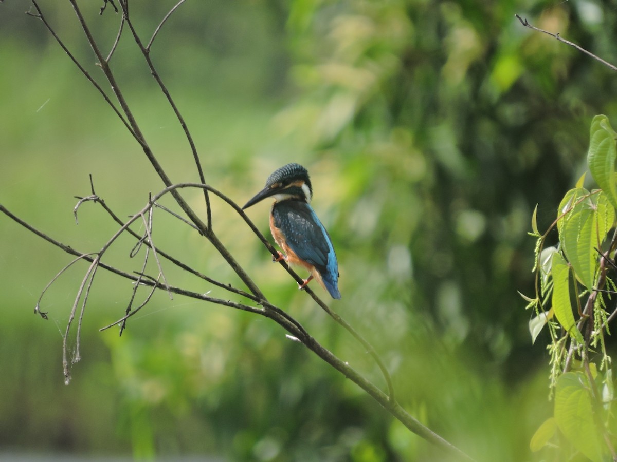 Common Kingfisher - Sanath Ramesh Manimoole