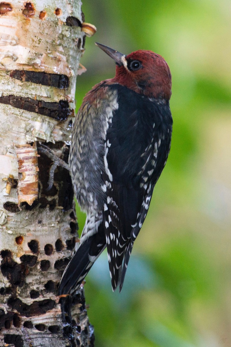 Red-breasted Sapsucker - ML115349031