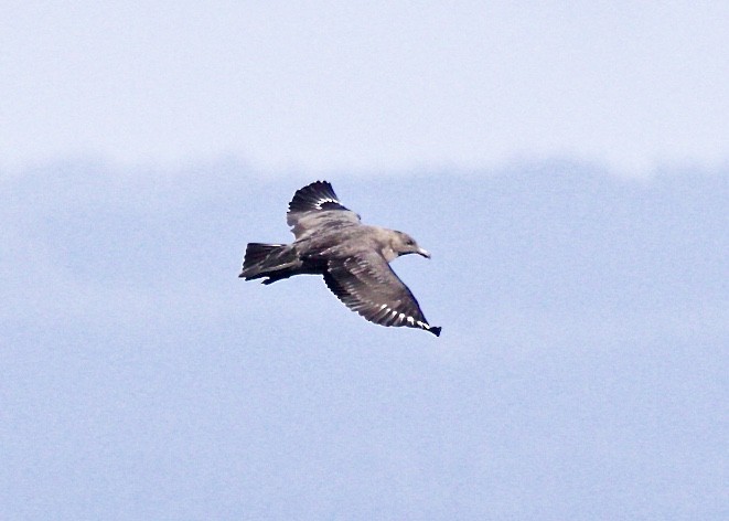 South Polar Skua - ML115350631