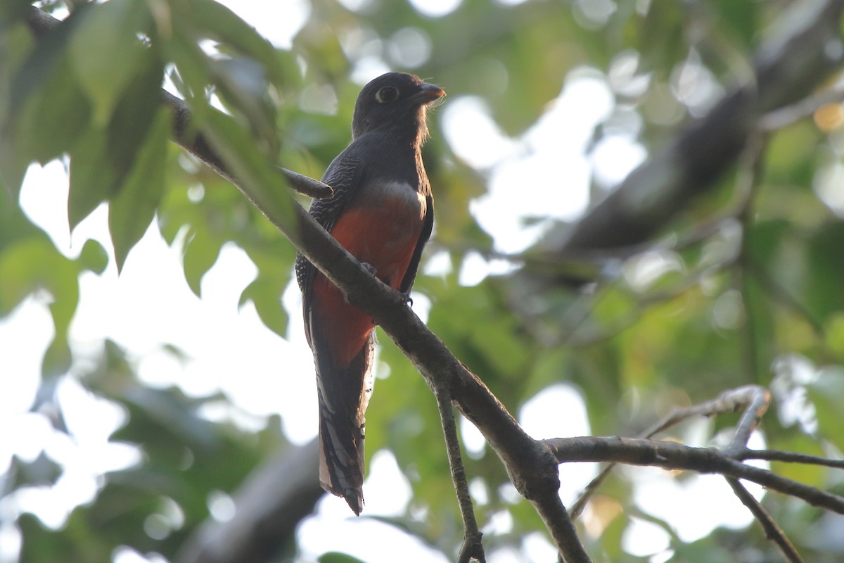 Blue-crowned Trogon - ML115351461