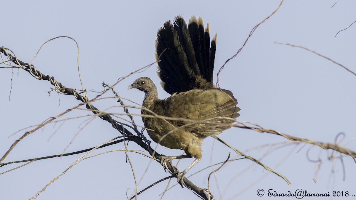 Plain Chachalaca - ML115353151