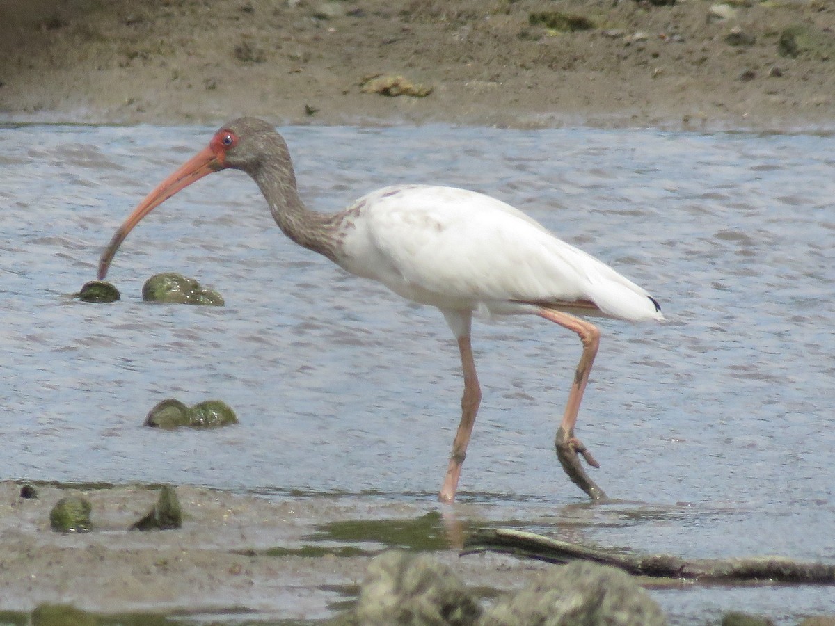 Ibis blanc - ML115353341