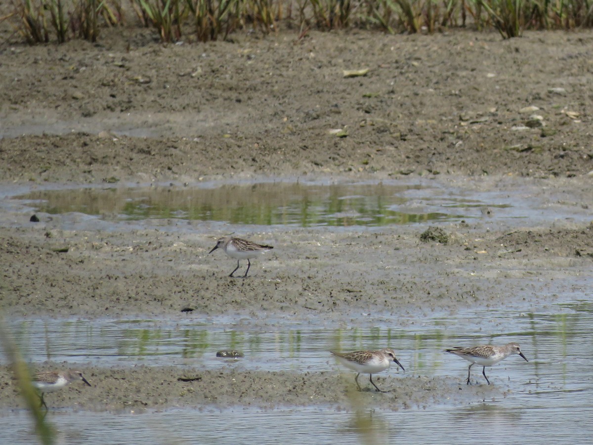 Western Sandpiper - ML115353511