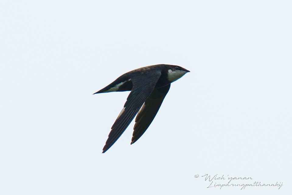 White-throated Needletail (Himalayan) - ML115353521