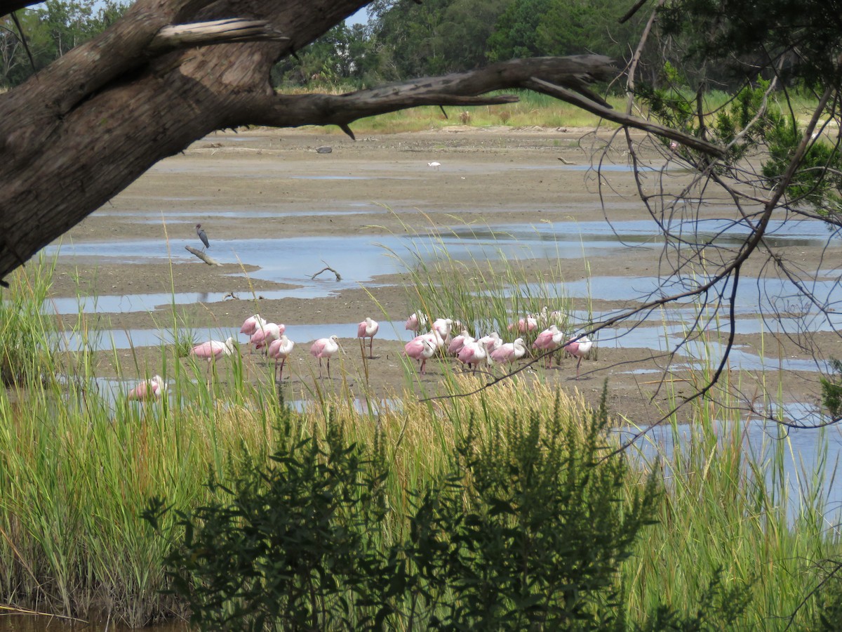 Roseate Spoonbill - Eric  Froelich