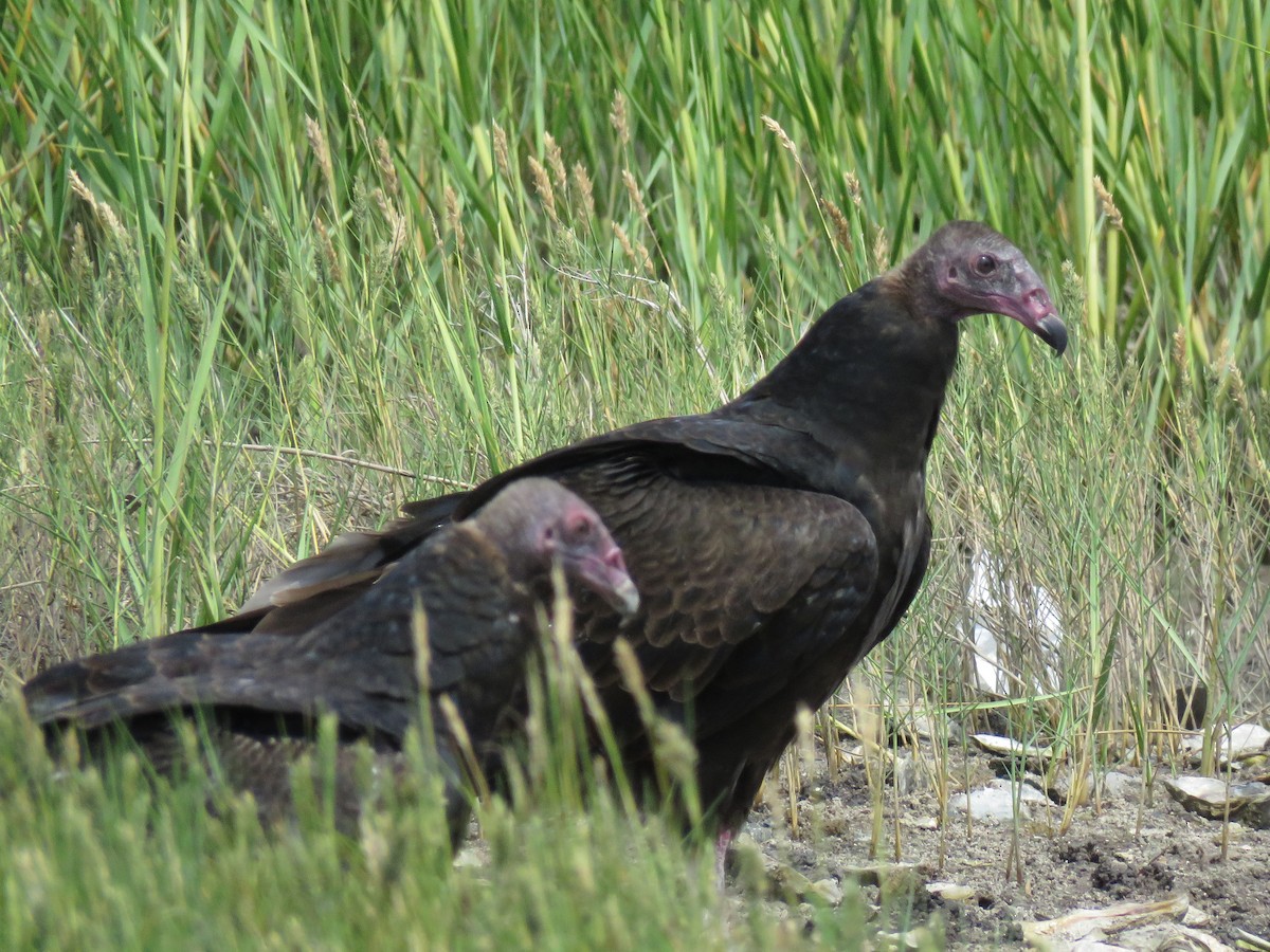 Turkey Vulture - ML115353671