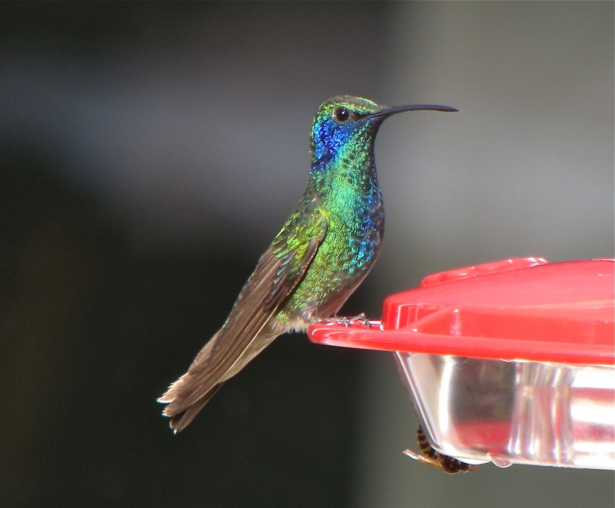 Mexican Violetear - Bill Hill