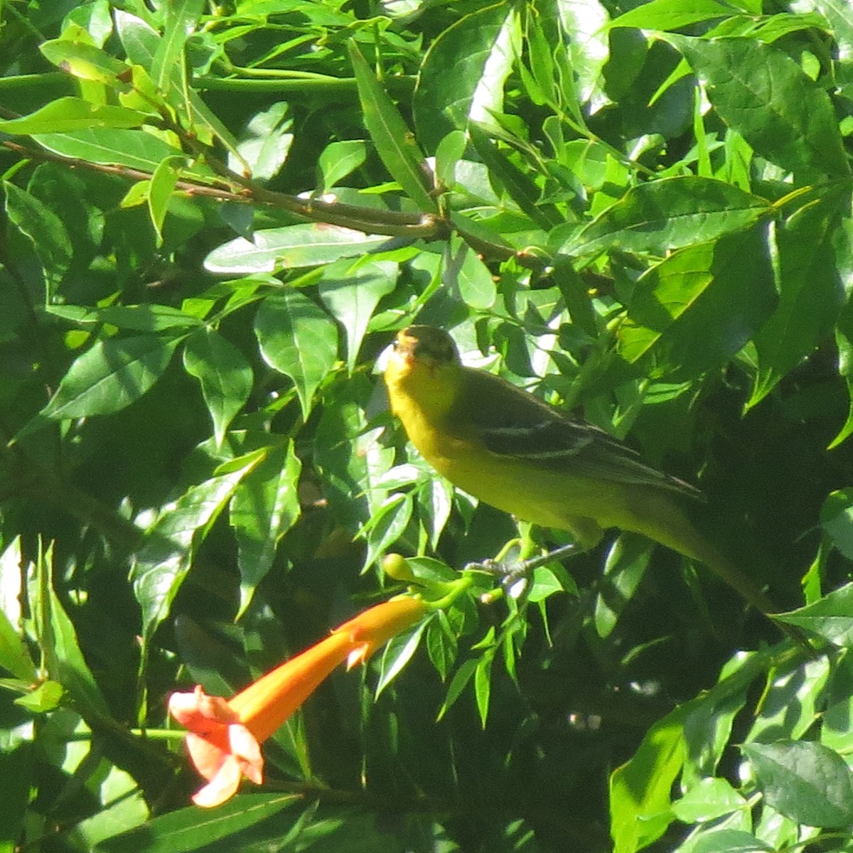 Orchard Oriole - ML115356791