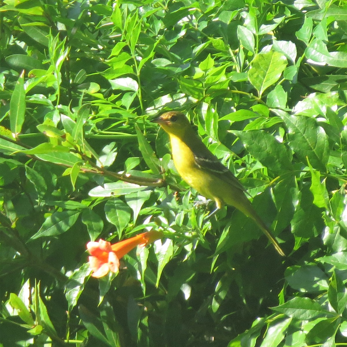 Orchard Oriole - ML115356801