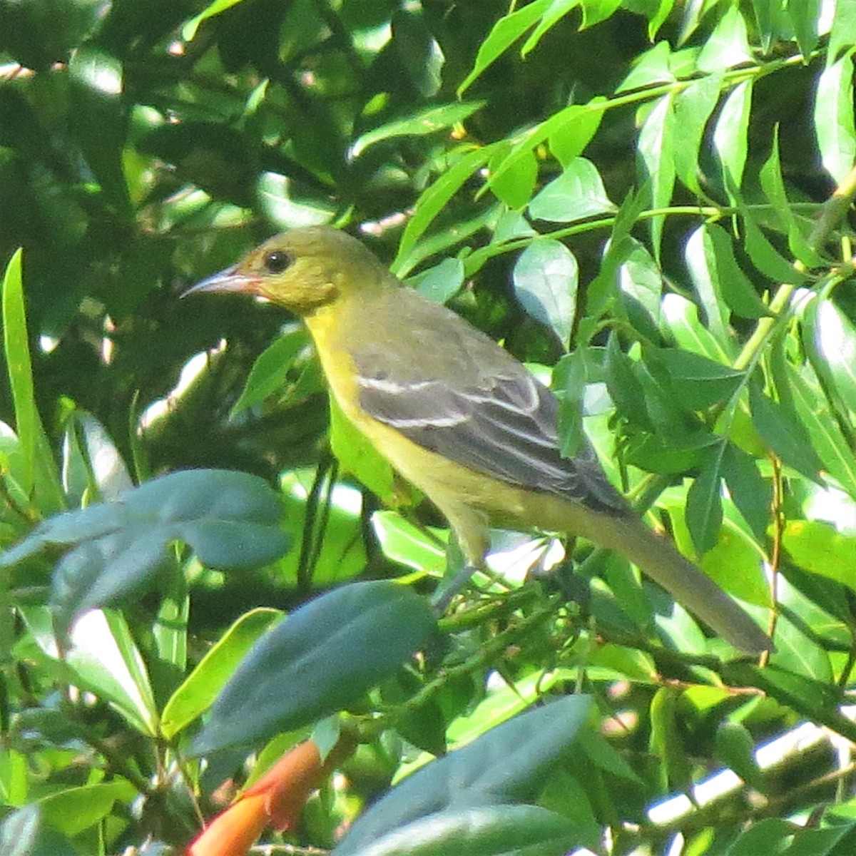 Orchard Oriole - ML115356811