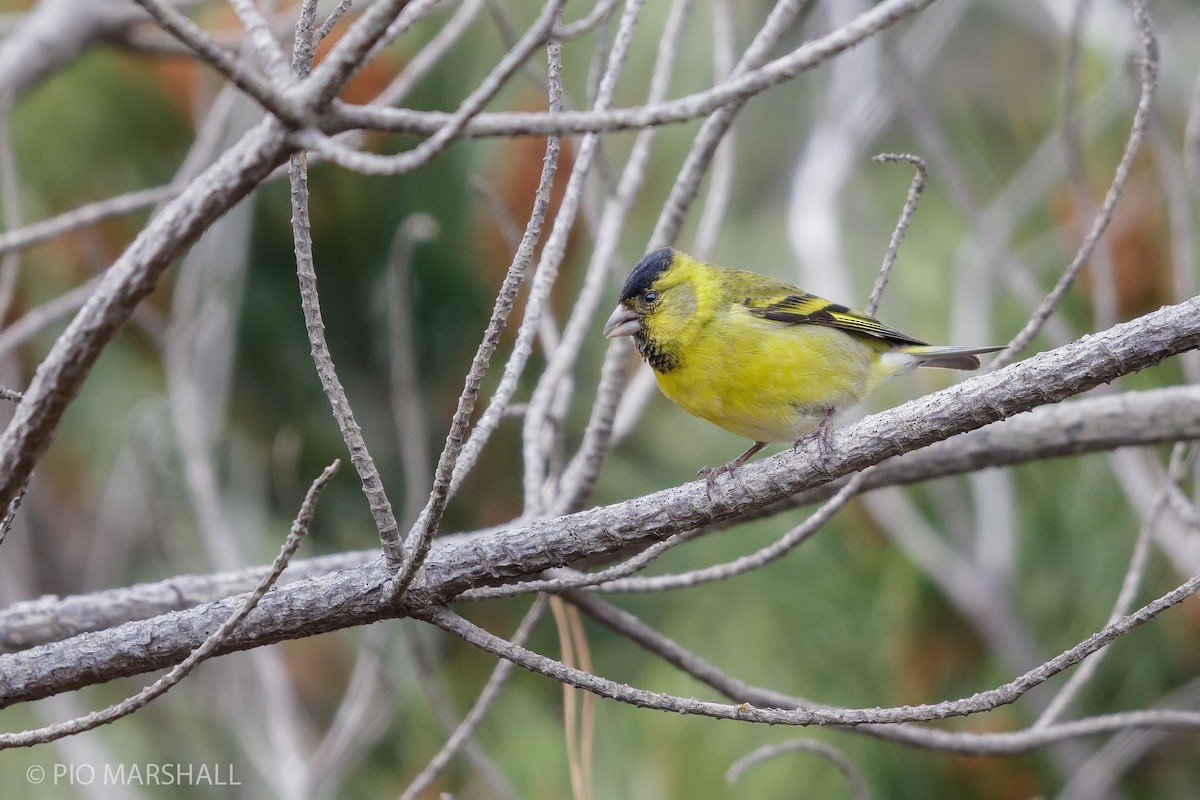 Black-chinned Siskin - Pio Marshall