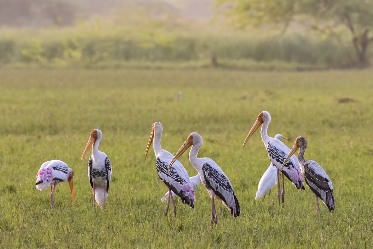 Painted Stork - ML115360681