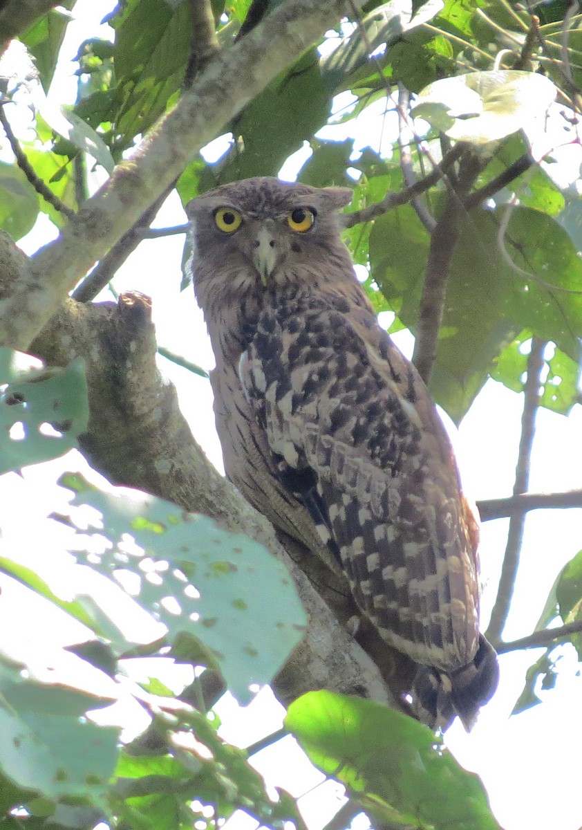 Brown Fish-Owl - ML115363071