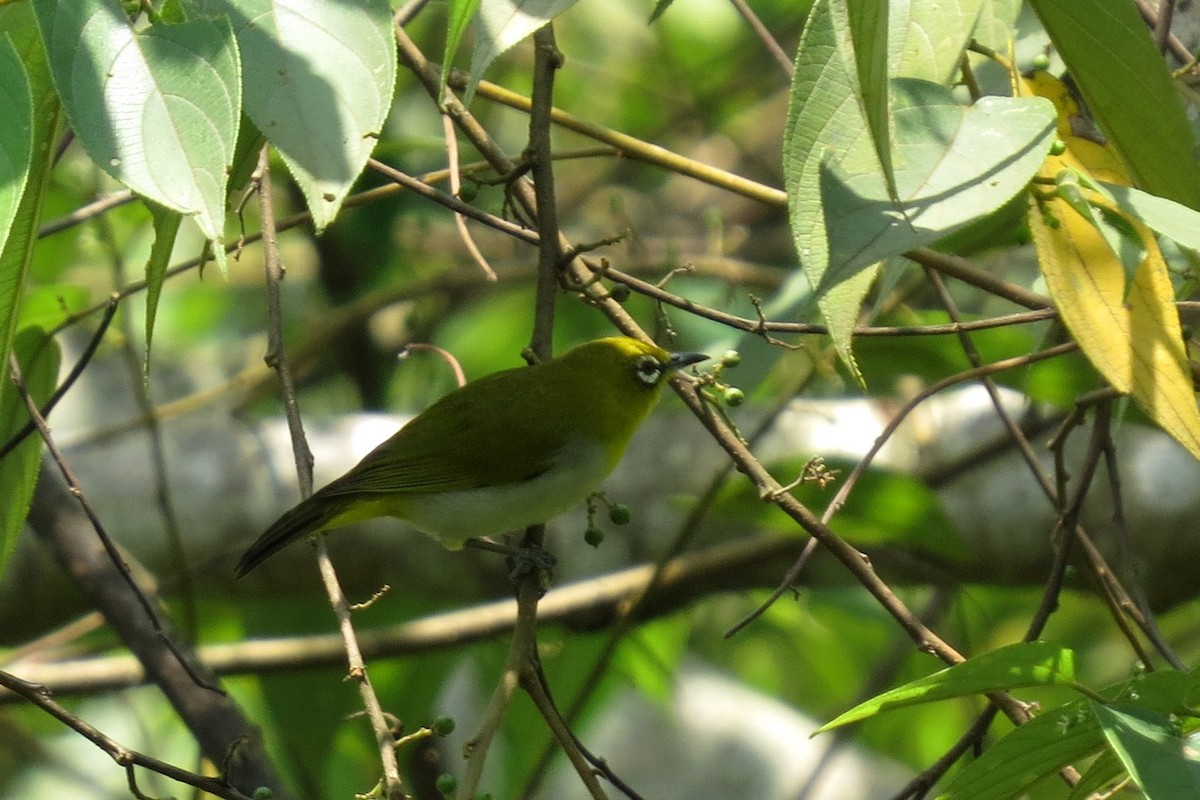 Indian White-eye - Divin Murukesh