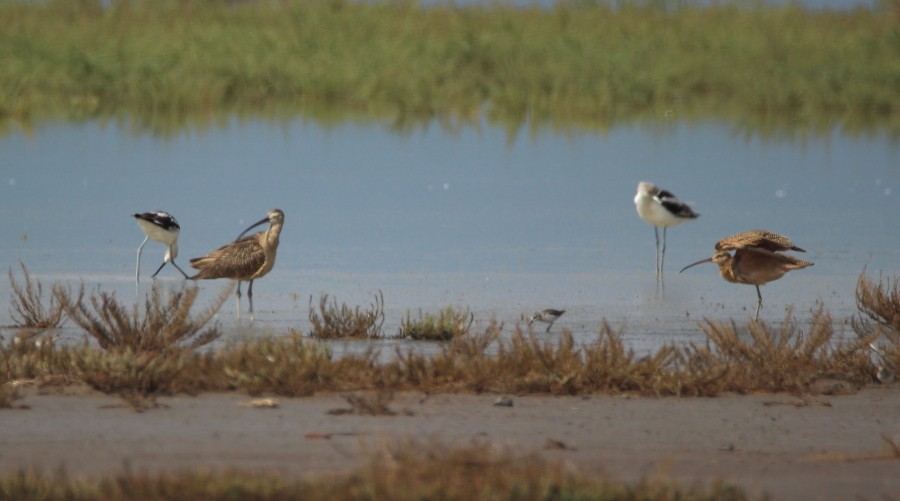 Long-billed Curlew - ML115363791