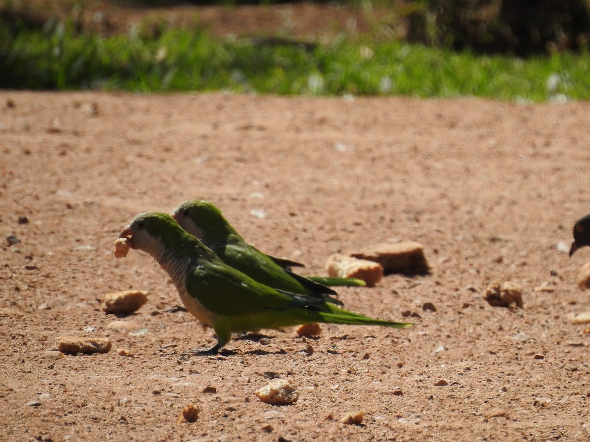 Papagai bulargrisa - ML115365611