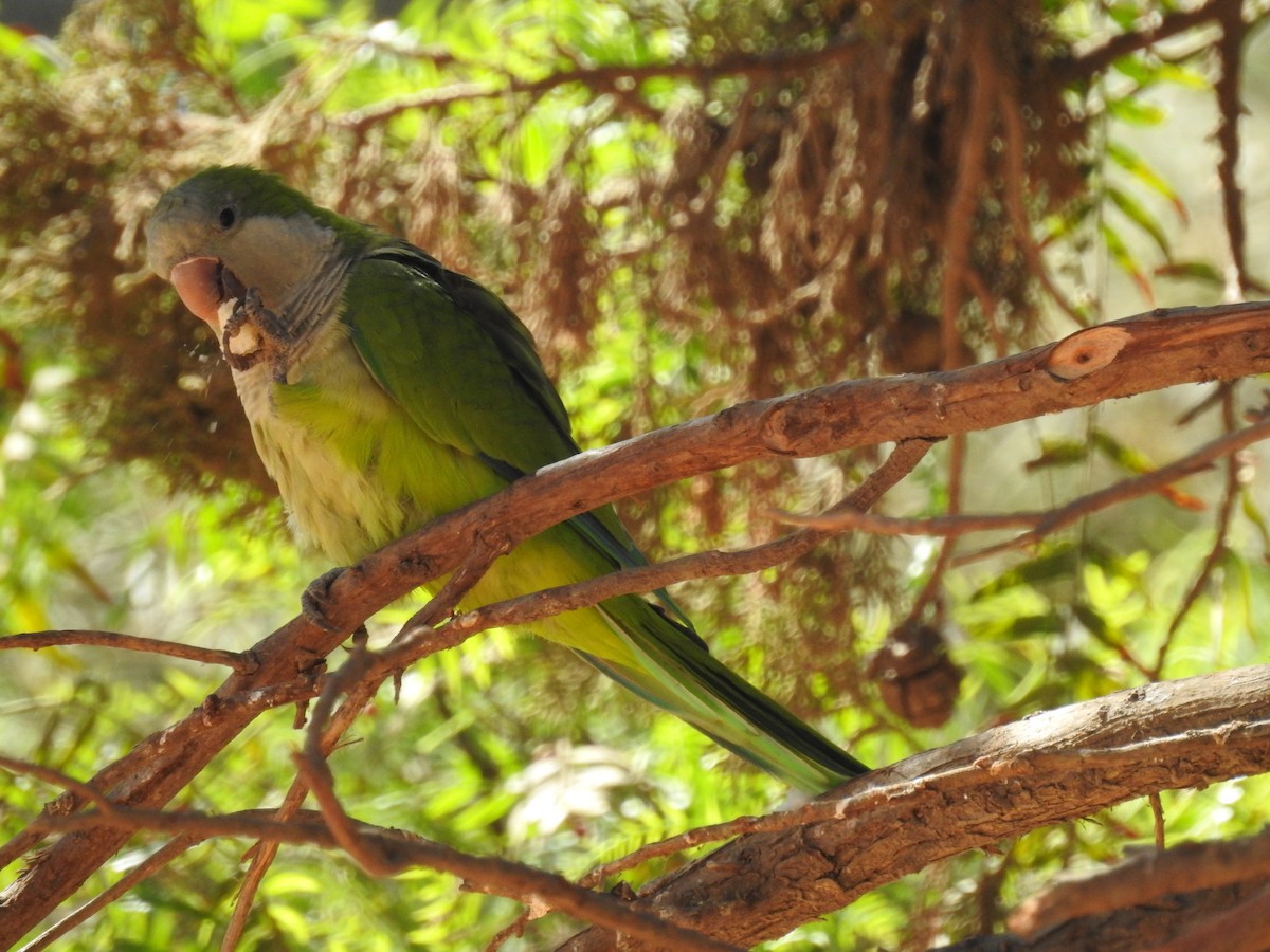 Monk Parakeet - ML115365621