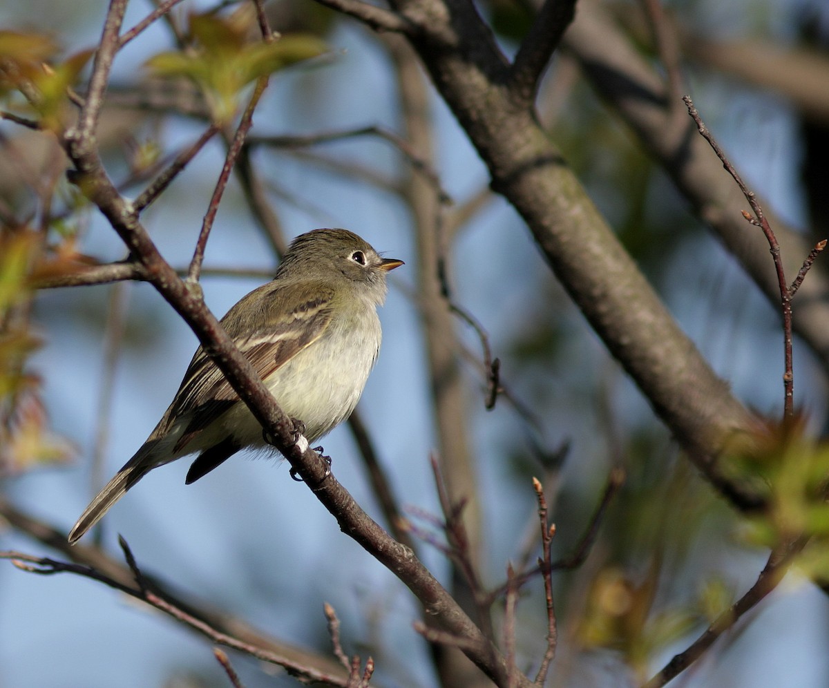 Least Flycatcher - Guy Poisson