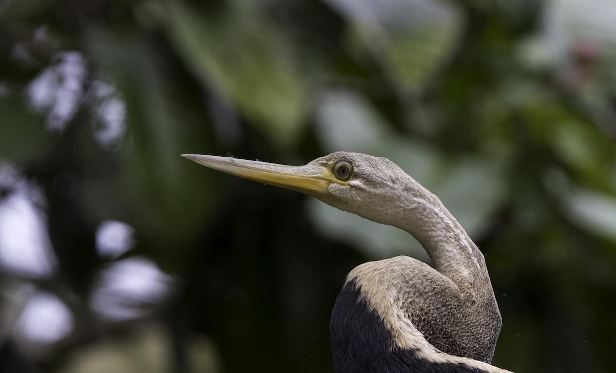 Oriental Darter - Peter Seubert