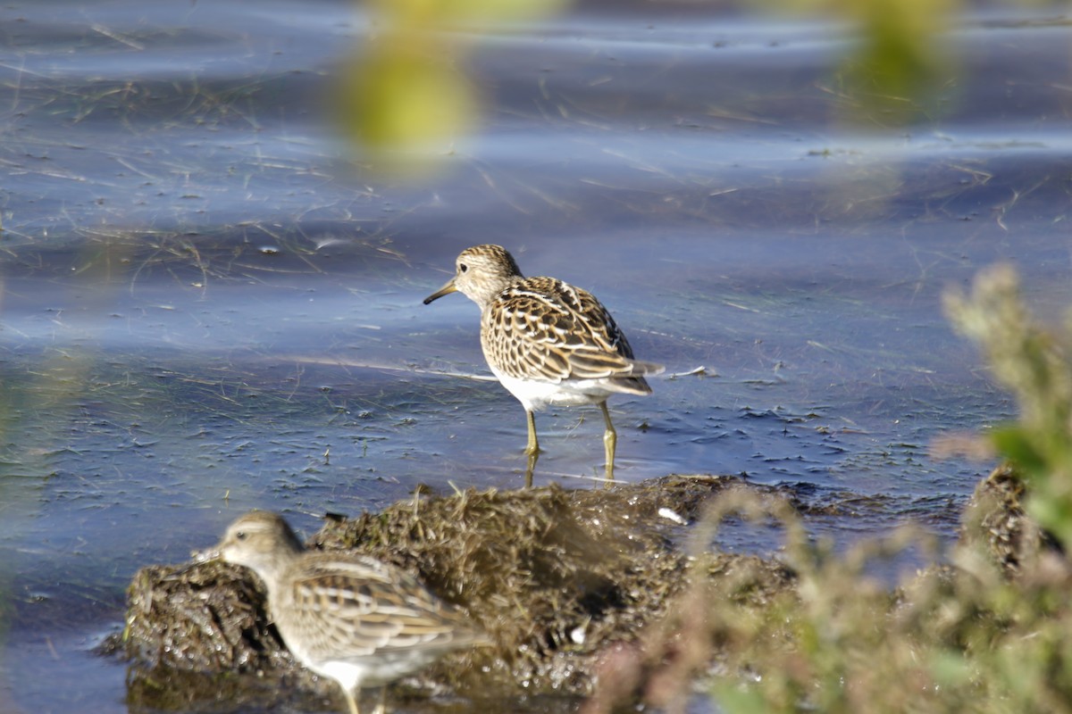 Pectoral Sandpiper - ML115367071