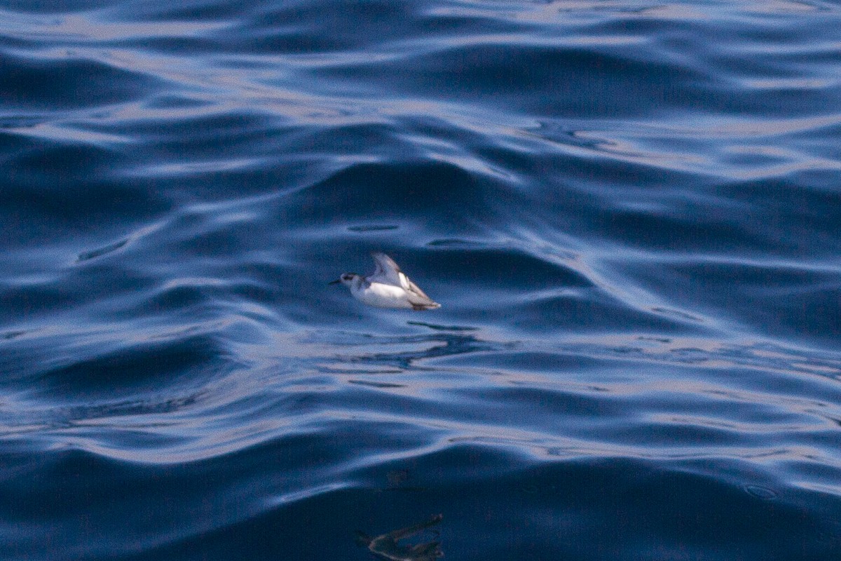 Red Phalarope - ML115367101