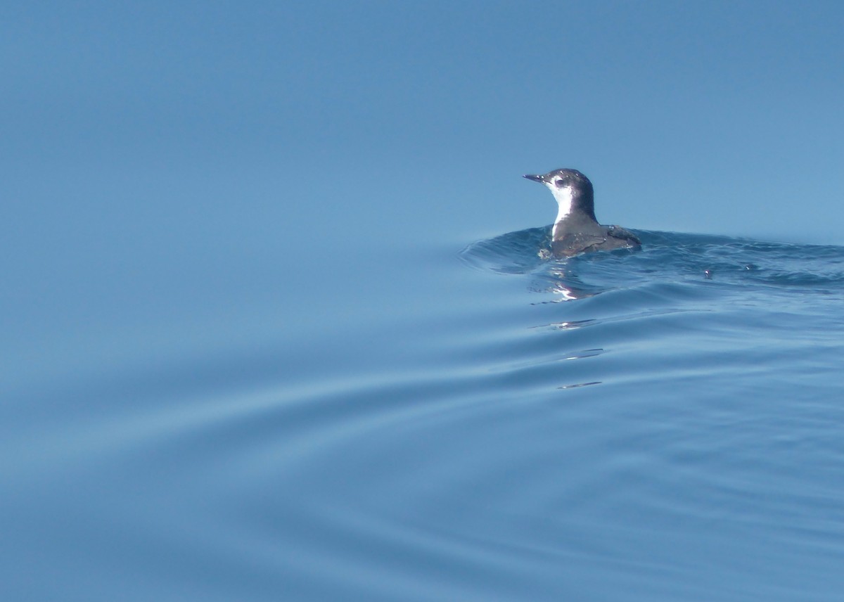 Guadalupe Murrelet - ML115367571