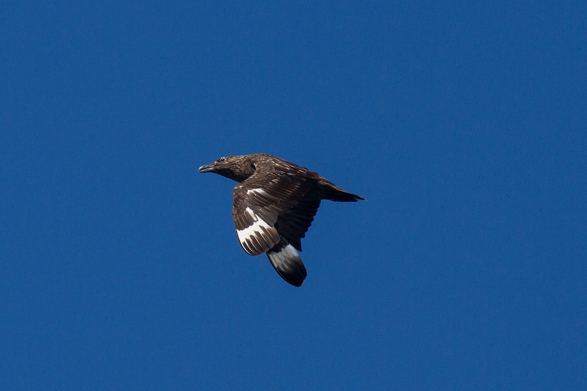 Great Skua - ML115367631