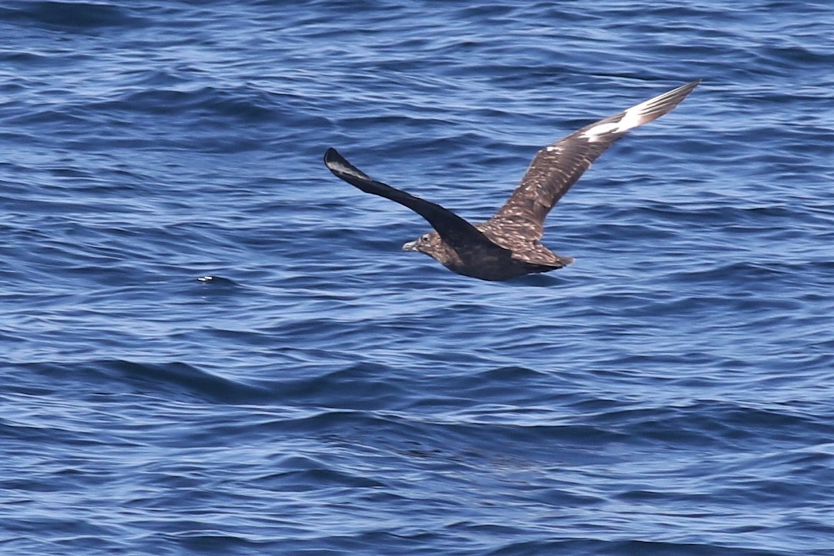 Great Skua - ML115368131