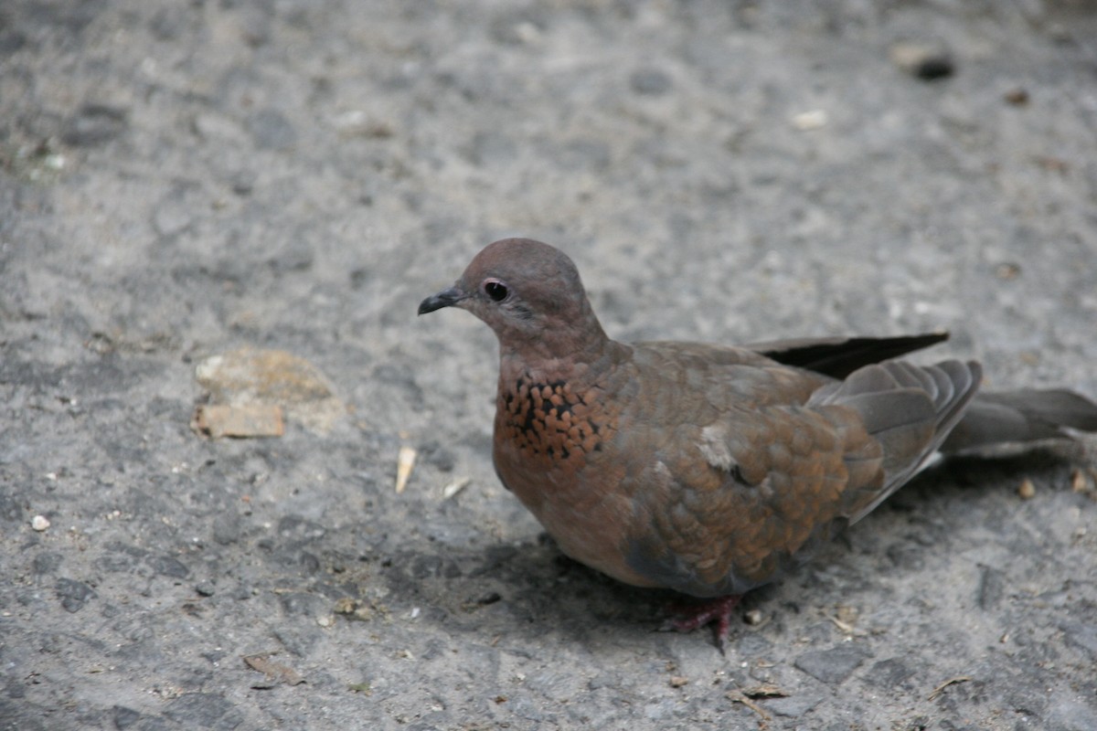 Laughing Dove - Sylvain Mathieu