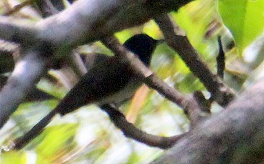 Black-naped Monarch - ML115369241