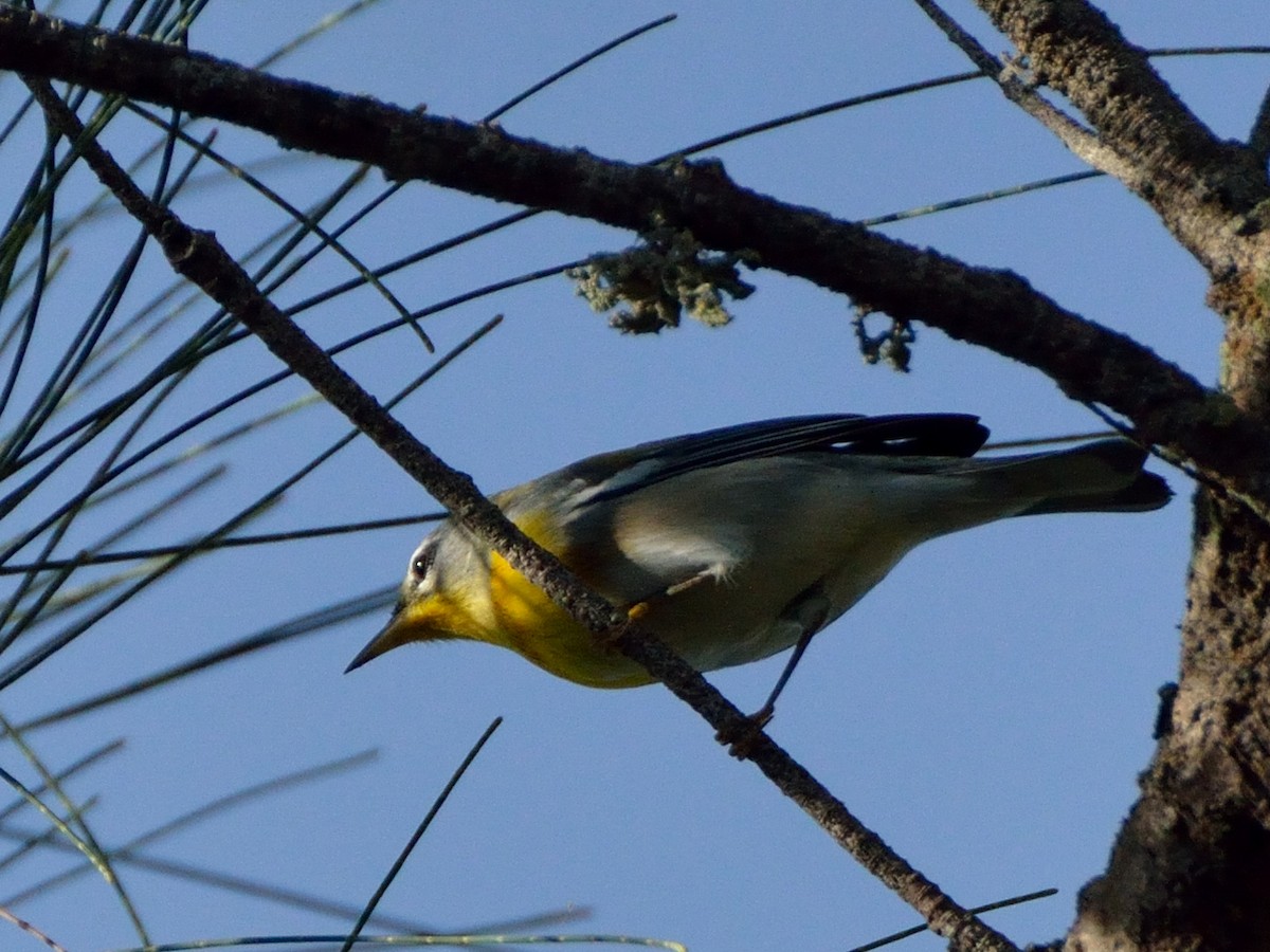 Northern Parula - ML115369341