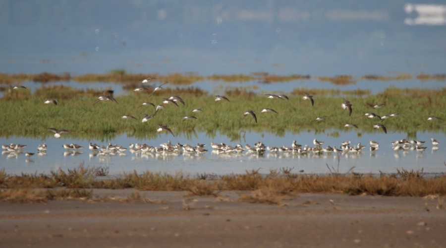 Wilson's Phalarope - ML115369451