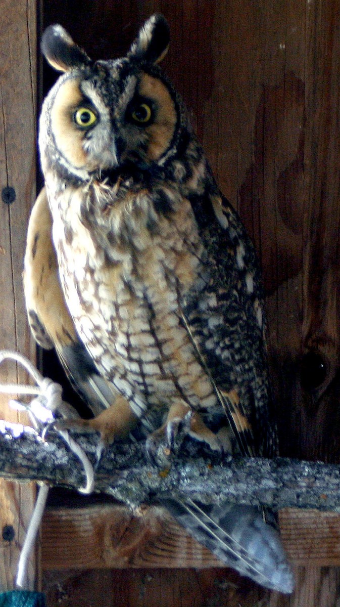 Long-eared Owl - ML115369661